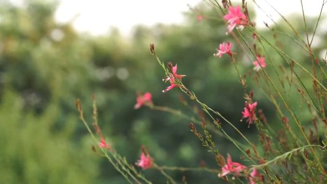 바늘꽃 - 아침 꽃모닝 ! Good morning flowerhd flower