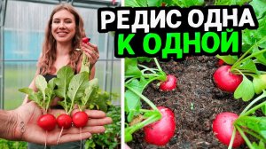 ПРОСТОЙ СПОСОБ ПОСЕВА И ВЫРАЩИВАНИЯ ИДЕАЛЬНОГО РЕДИСА