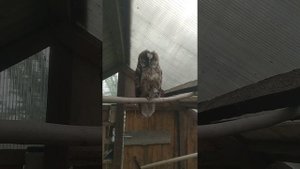 Лучшая мышеловка в курятнике!!!