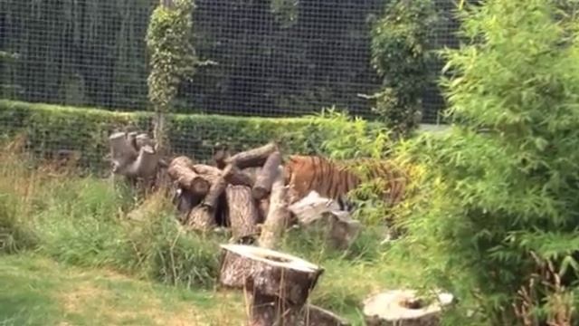 Tiger dinner time смотреть онлайн