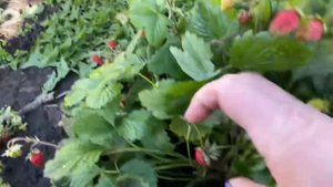 Земляника в огороде до сих пор плодоносит🍓🍓🍓🍁🍁🍁