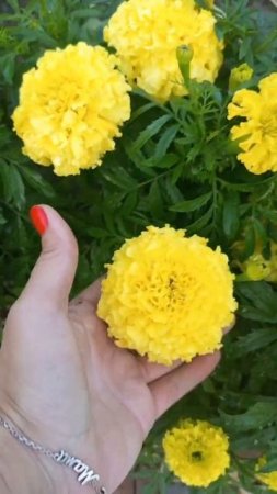 Бархатцы, такие разные и такие красивые