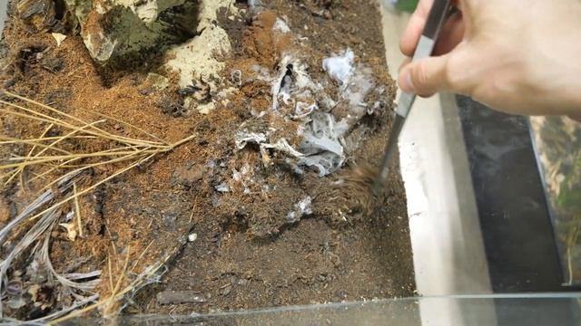 SPIDERS EVERYWHERE - Dealing with M. balfouri communal enclosure смотреть онлайн