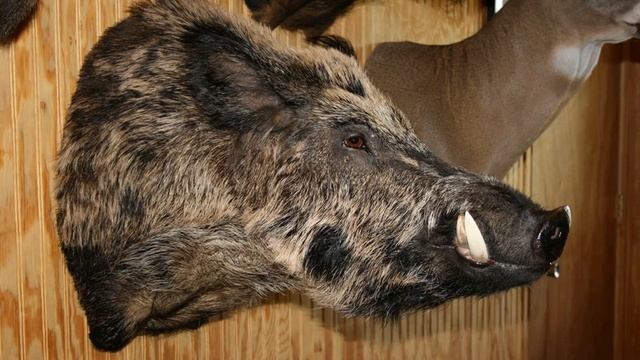 Wild Boar