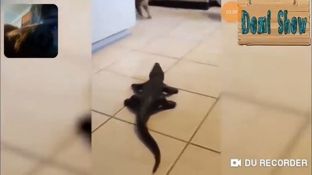 Смотрю приколы с котами с Понгай и с озвучкой приколы ржака полная смотреть онлайн