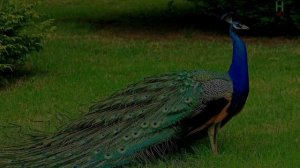 Тушда Товус курса | Tushda Tovus ko'rsa