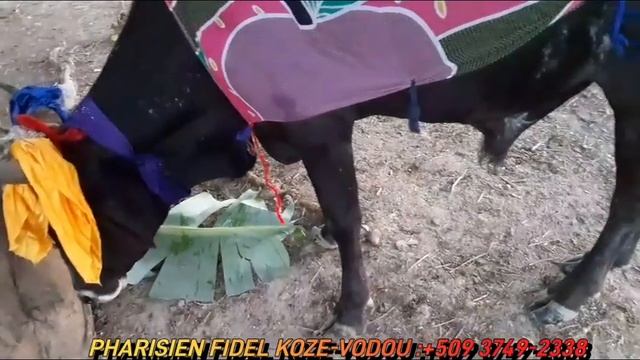 VINI GADE KÒMAN SEREMONI BÈF KAY OUGAN TI MAX LA KÒMANSE NAN LATIBONIT смотреть онлайн