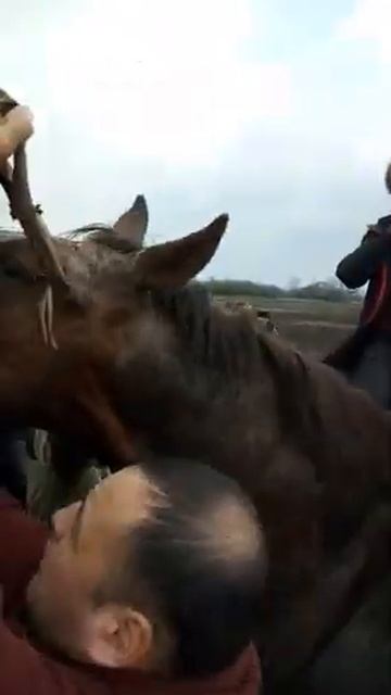 Куру Палван Дончактын корозу менен аламан улак ростов смотреть онлайн