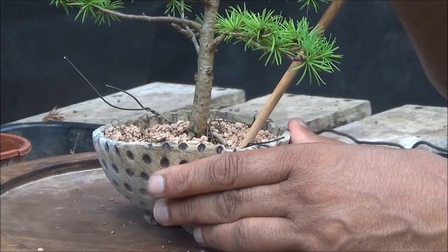 (How To Start A) Bonsai Tree Collection - Shohin Larch Part 4 смотреть онлайн
