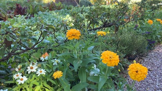 Oak Spring Garden – Autumn Virtual Tour смотреть онлайн