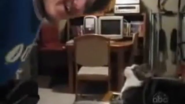 СМЕШНЫЕ КОТЕЙКИ смотреть онлайн