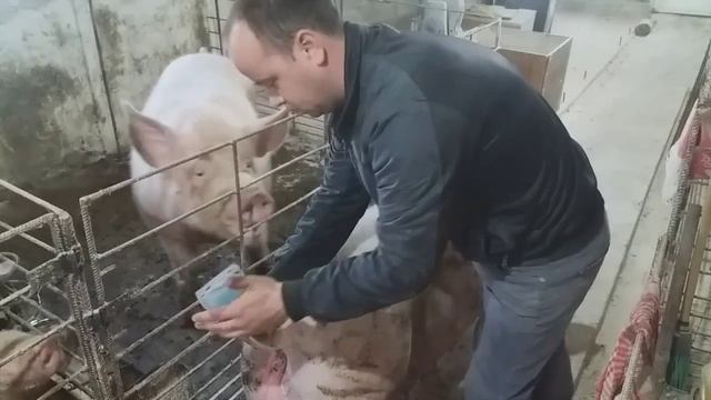 Як осіменити свиноматку? Штучне осіменіння свиноматки.