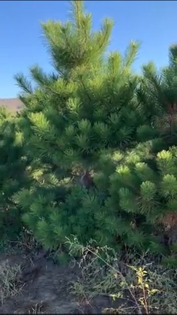 Сосна Саженцы смотреть онлайн