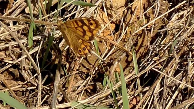 Brown Wall - Argus Vlinder смотреть онлайн