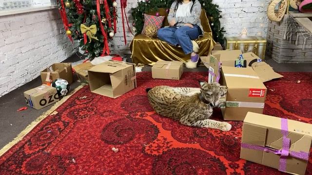 Рысь Марс и новогодние подарки смотреть онлайн