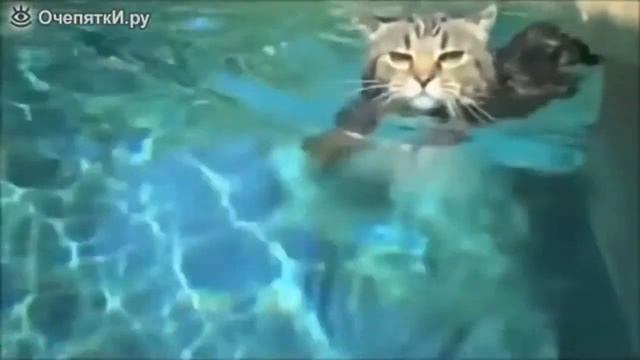 Прикольные коты #1 смотреть онлайн