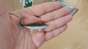 Распаковка посылки с силиконовой приманкой Relax Banjo 2 по заказу Fmagazin