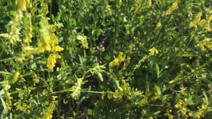 Пчёлы на доннике 2023