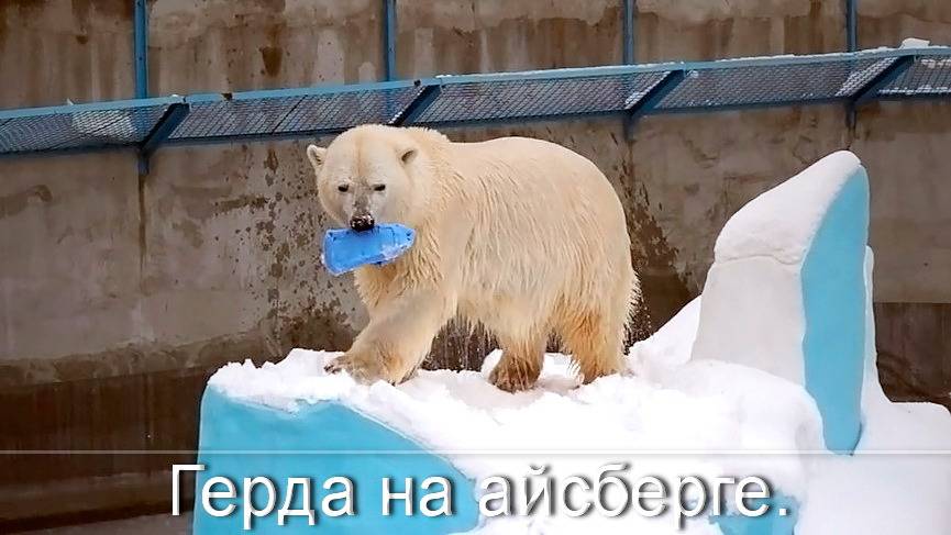 Медведица Герда плавает подо льдом и выплывает с канистрой.