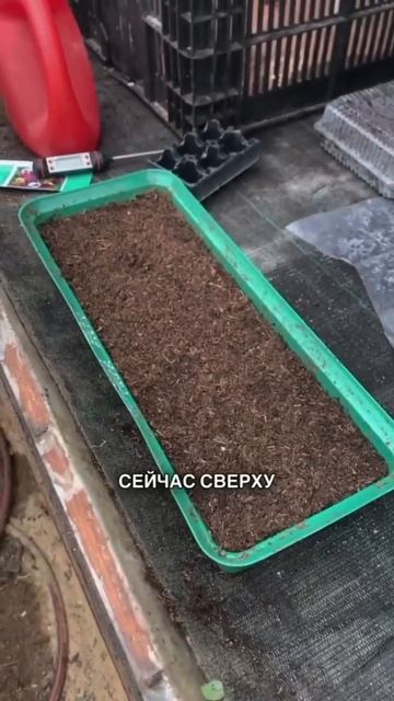 Посев по снегу. Подробнее в Телеграм @Roma_cvet смотреть онлайн