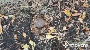 Ловля фазана петлями.28.09.2021.