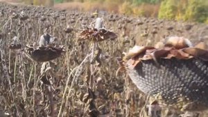 Подсолнечник/ Определяем готовность к уборке в полевых условиях.