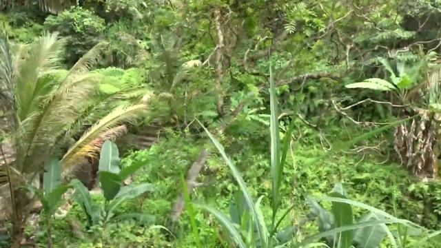 Рисовые террасы Бали. Убуд. Бали 2017 смотреть онлайн