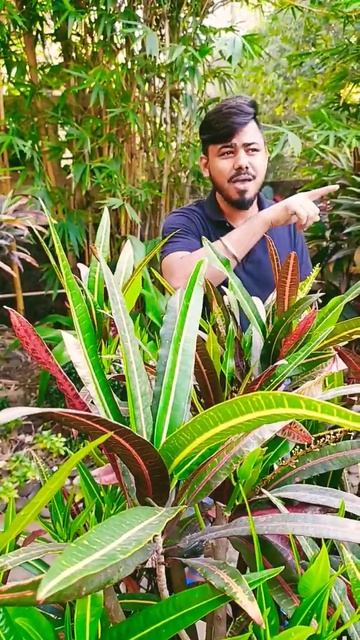 Gulab Jaisan khilal Baru  #short video смотреть онлайн