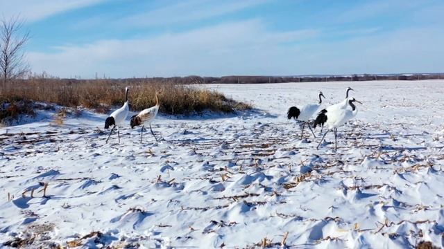 Японские журавли в Муравьевском заказнике за 2 дня до отлета на зимовку. смотреть онлайн