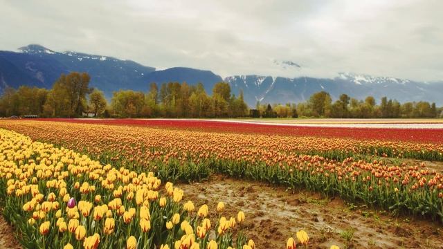 Daylily - Movements - Super Slowed смотреть онлайн