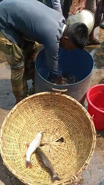 Basirhat wholesale fish market #shorts смотреть онлайн