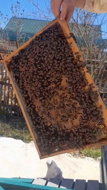 ❗️пора расширять гнезда 31.03.2024 #пасека #пчеловодство #пчелы #хобби смотреть онлайн