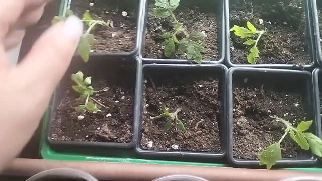 Обзор моей рассады на 19.04 смотреть онлайн