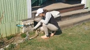 Подключаем гребёнку для раздачи воды, меняем лопнувший шланг, подвязываем розу.