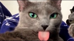 СЛИВКИ ШОУ. ПАРОДИЯ! SlivkiShow. PARODY!