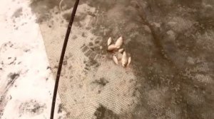 рыбалка на подъемник,паук первый лёд, ловим живца зимой