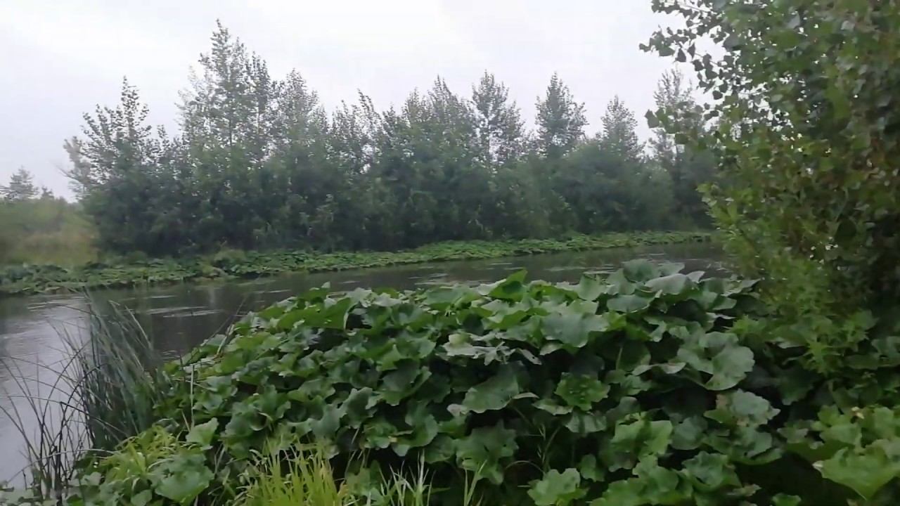 12 августа, дождь, холод. смотреть онлайн