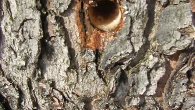 Maple Sap Dripping from a Tap смотреть онлайн