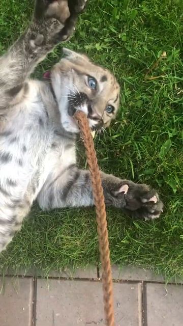 Пумёнку не понравился поводок