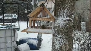 Зеленушка