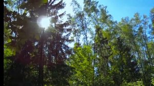 Расслабляющие звуки леса и пения птиц🐦☯