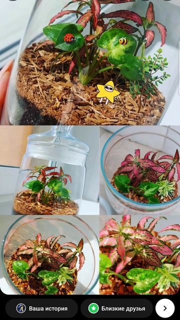 Флорариум. растения в банке. Экосистема. #комнатныерастения #природа #зелень #экосистема смотреть онлайн