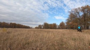 Рысь. Попробовали сделать уступку шенкелю на рыси