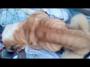 Сначала собака, а потом ребёнок. Как таких называть людьми?