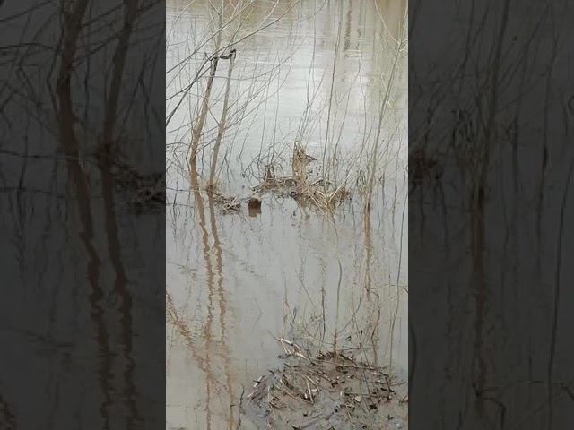Паводок 14.04.2019 на речушке Ашкадар. Скворцы прилетели. смотреть онлайн