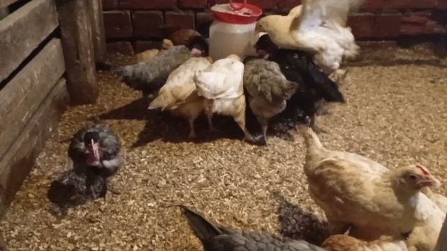 Деревенские хлопоты. смотреть онлайн