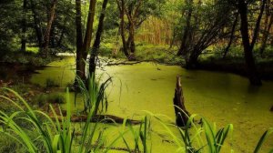 " Странное болото "