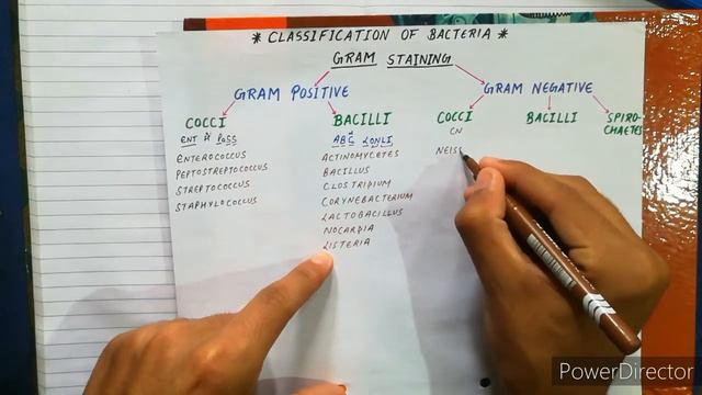 MNEMONICS FOR GRAM POSITIVE AND GRAM NEGATIVE BACTERIA,BACTERIA CLASSIFICATION BASED ON GRAM STAIN смотреть онлайн
