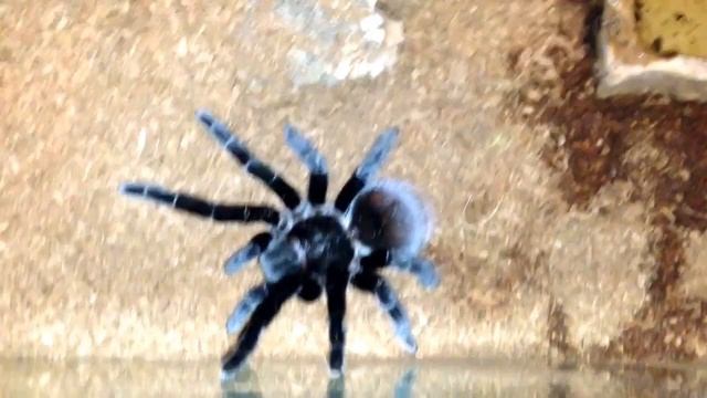 February tarantula tour, 28 tarantulas and 2 scorpions. смотреть онлайн