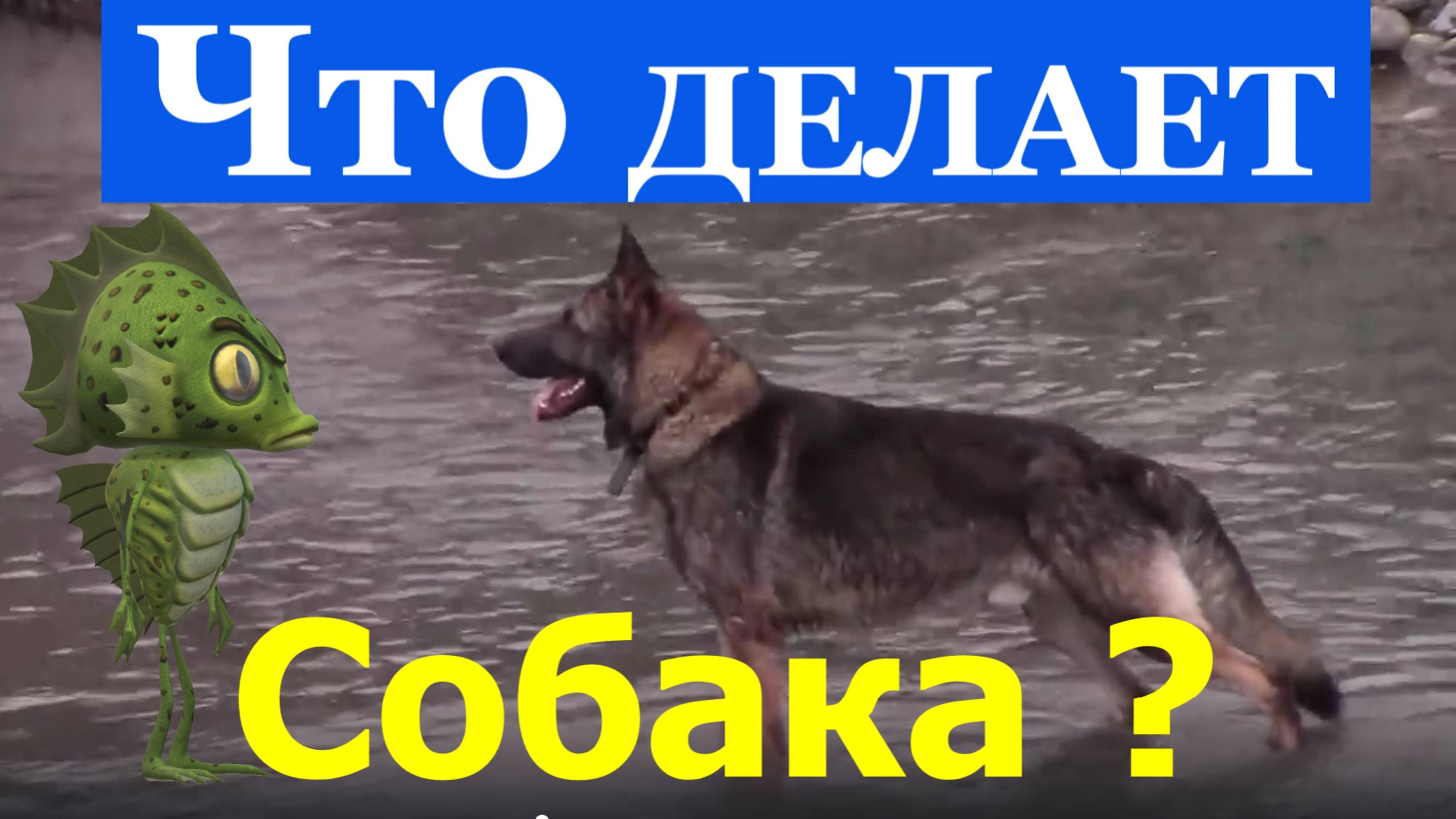 Собака прикольно любой камень берет что делают животные